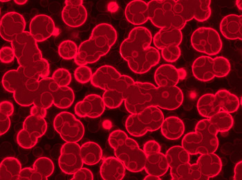 cells