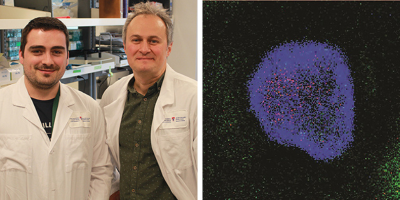 Alveolar macrophages on patrol for respiratory health | McGill ...