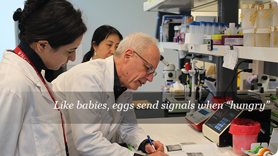Like babies, eggs send signals when “hungry” | McGill University Health ...