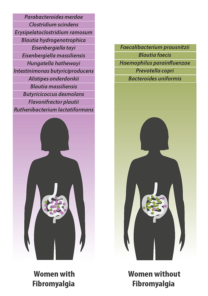 Bacterial species which were found in greater quantities in women with fibromyalgia (left) versus species which were found in greater quantities in women without fibromyalgia.
