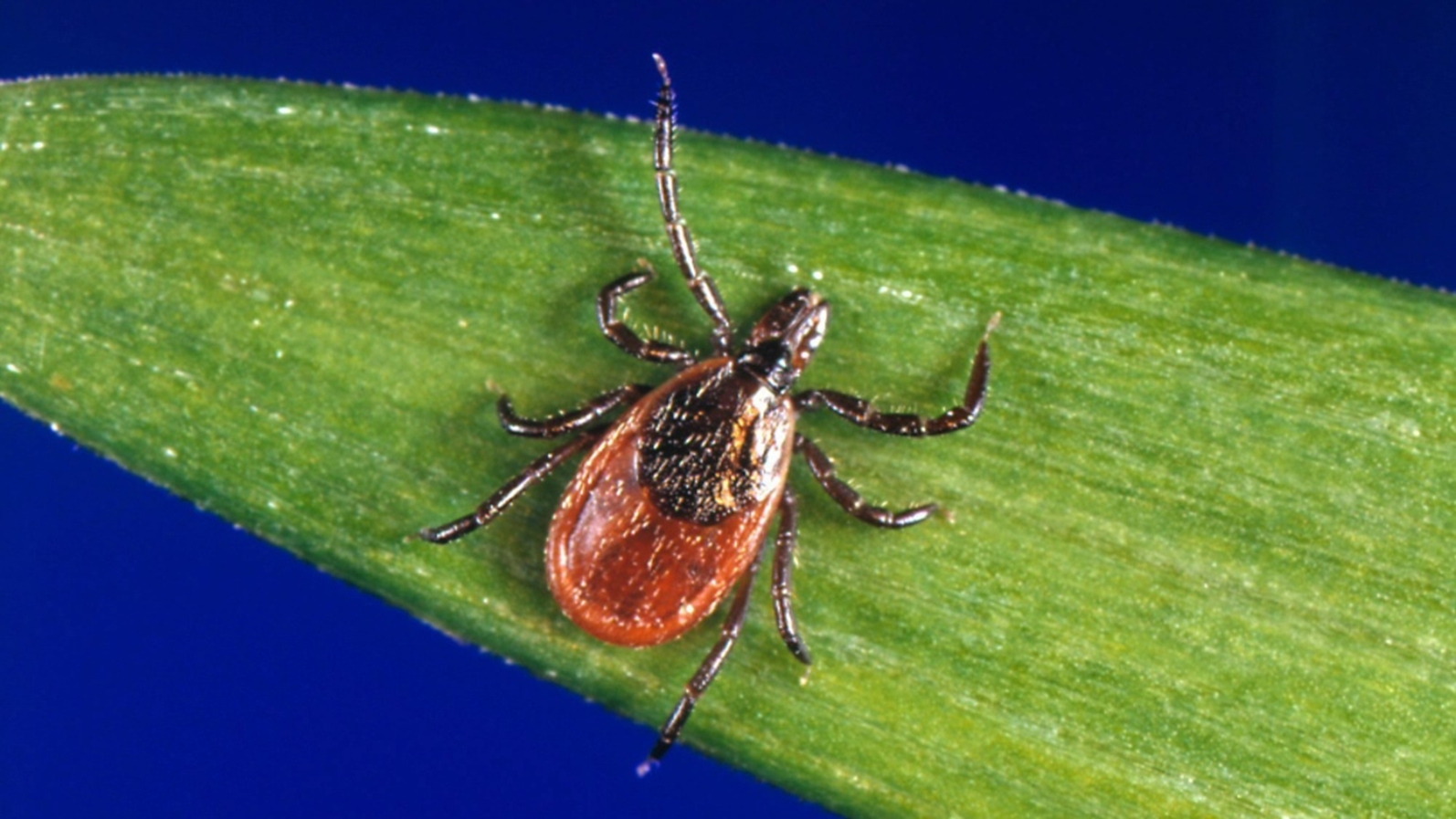 How rare are ticks in Montreal?