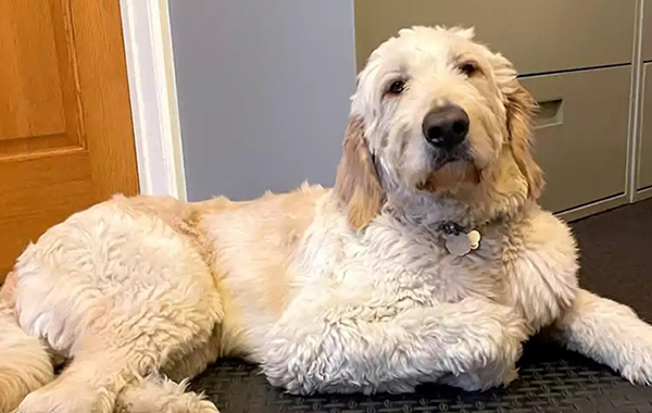 MCH: meet Kitchi, the new friend of patients