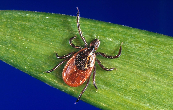 How rare are ticks in Montreal?