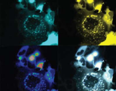 Confocal fluorescence microscopy image showing fluorescence based-biosensors in human embryonic kidney cells.