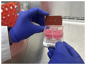 The organ chip with the reservoir containing circulating chemotherapy drugs.