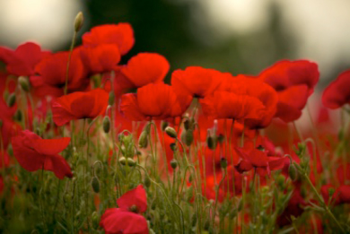 poppies
