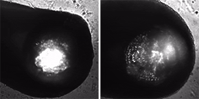(VID1) Engineered cardiac tissue beating normally. (VID2) Engineered cardiac tissue responding to norepinephrine, a substance that increases the strength and frequency of contractions.
