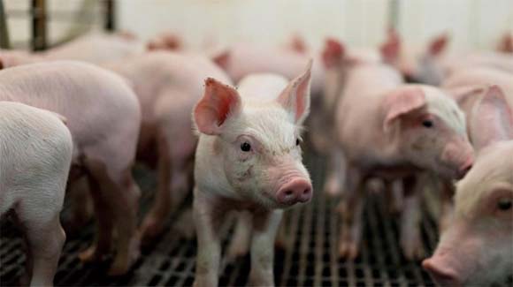“Semi-living” pigs defy our definition of death