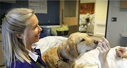 With Grace: Volunteer dogs help 'break the sadness spell' in palliative care