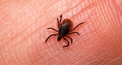 Tick season: How to properly remove, avoid ticks and prevent bites