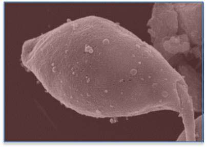 Leishmania parasite with exosome vesicles on its surface