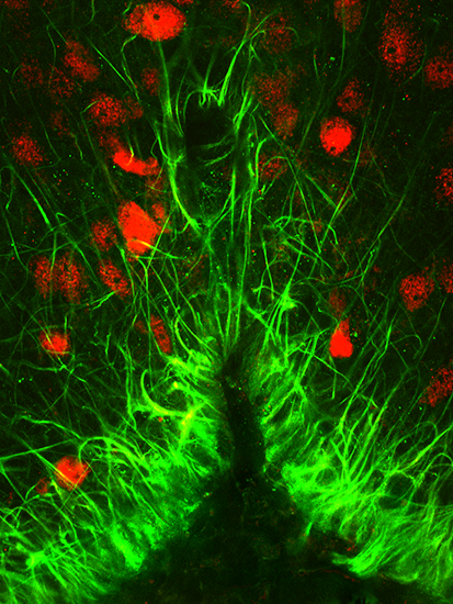 Hydration sensing neurons (red) and the glial cells (green) in a mouse brain. Essentially, when overhydration is detected by glial cells in the brain, the Trpv4 channel triggers the release of taurine, which inhibit hydration sensing neurons.