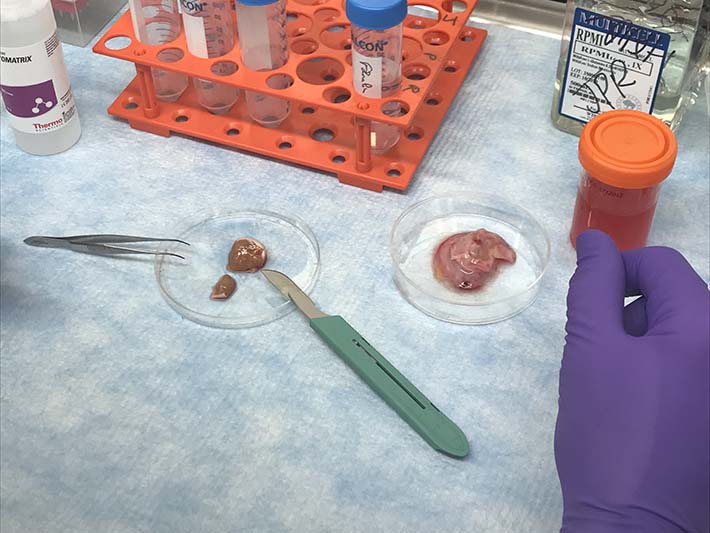 The testicles (left) are separated from surrounding tissues (right), cut into small pieces and digested with enzymes, to extract the immune cells from them.